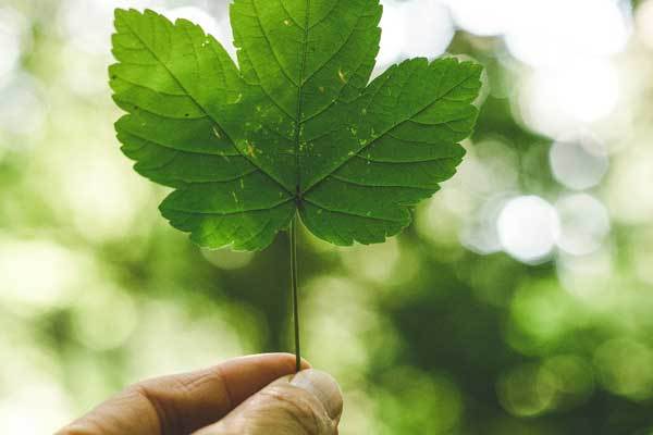 Holding A Leaf